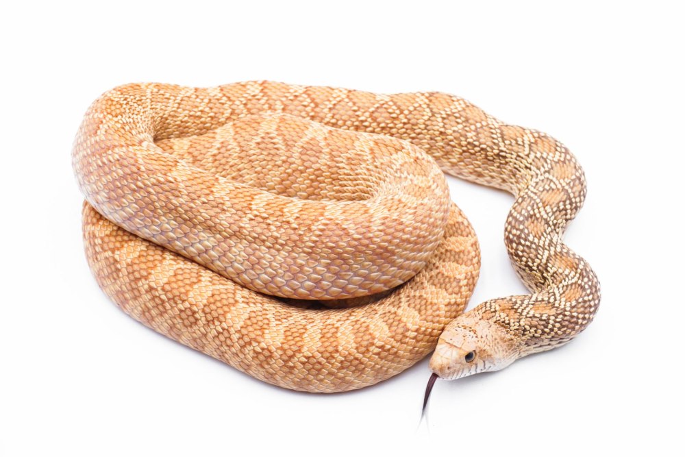Pituophis catenifer