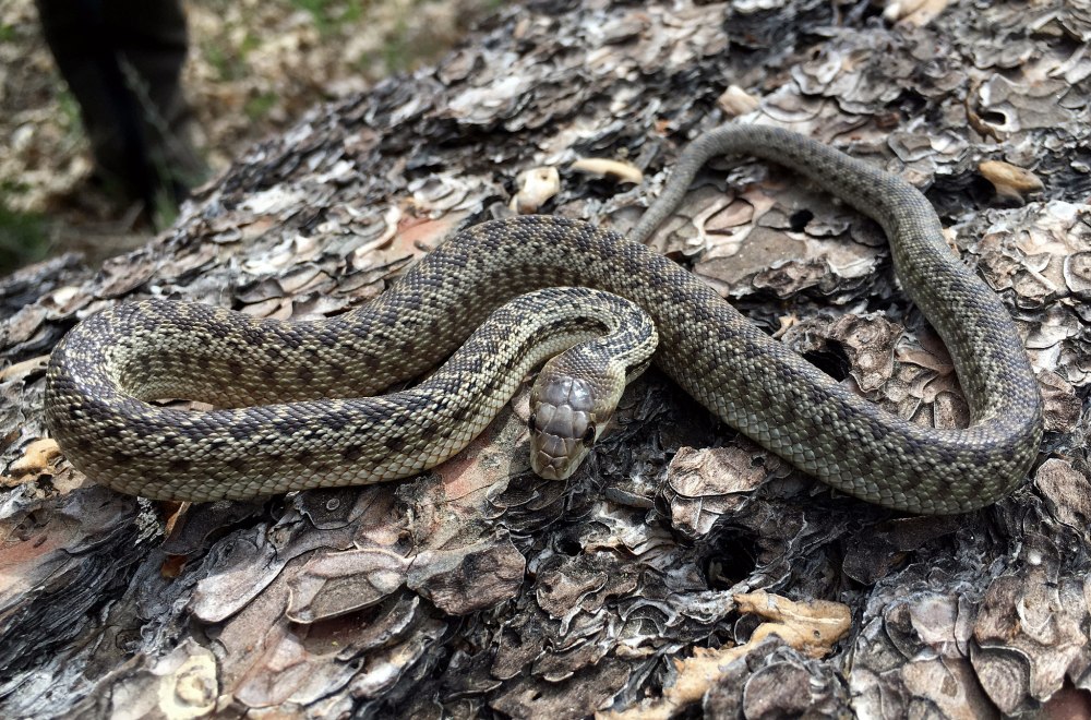 Pituophis catenifer