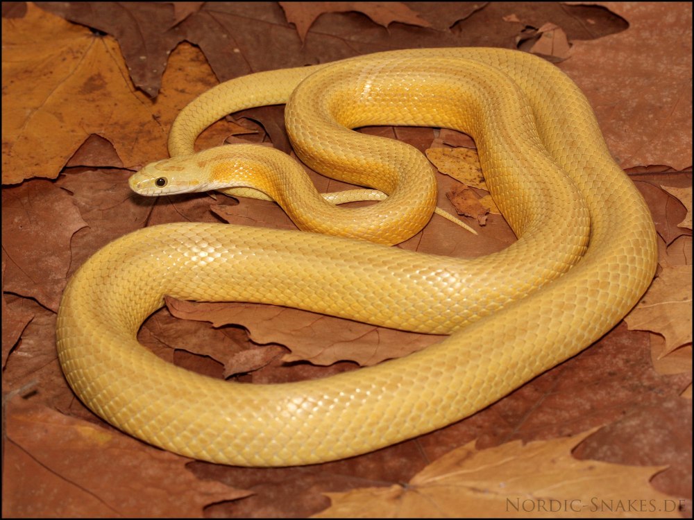 Amber Corn Snake