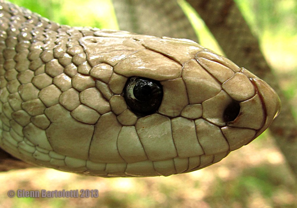 Pituophis melanoleucus