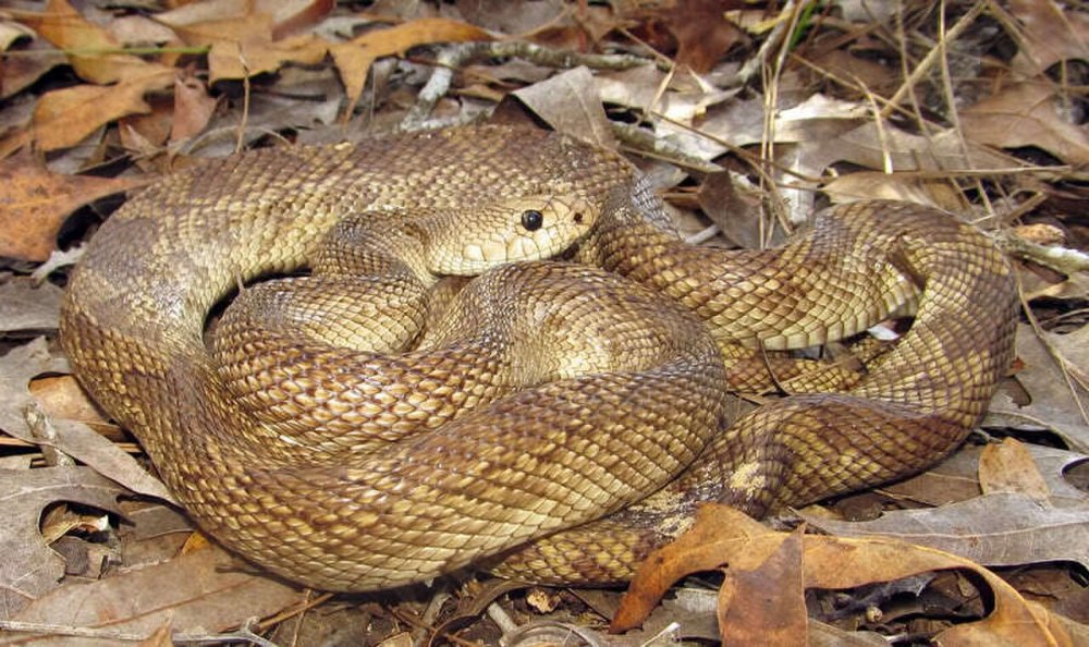 Pituophis melanoleucus