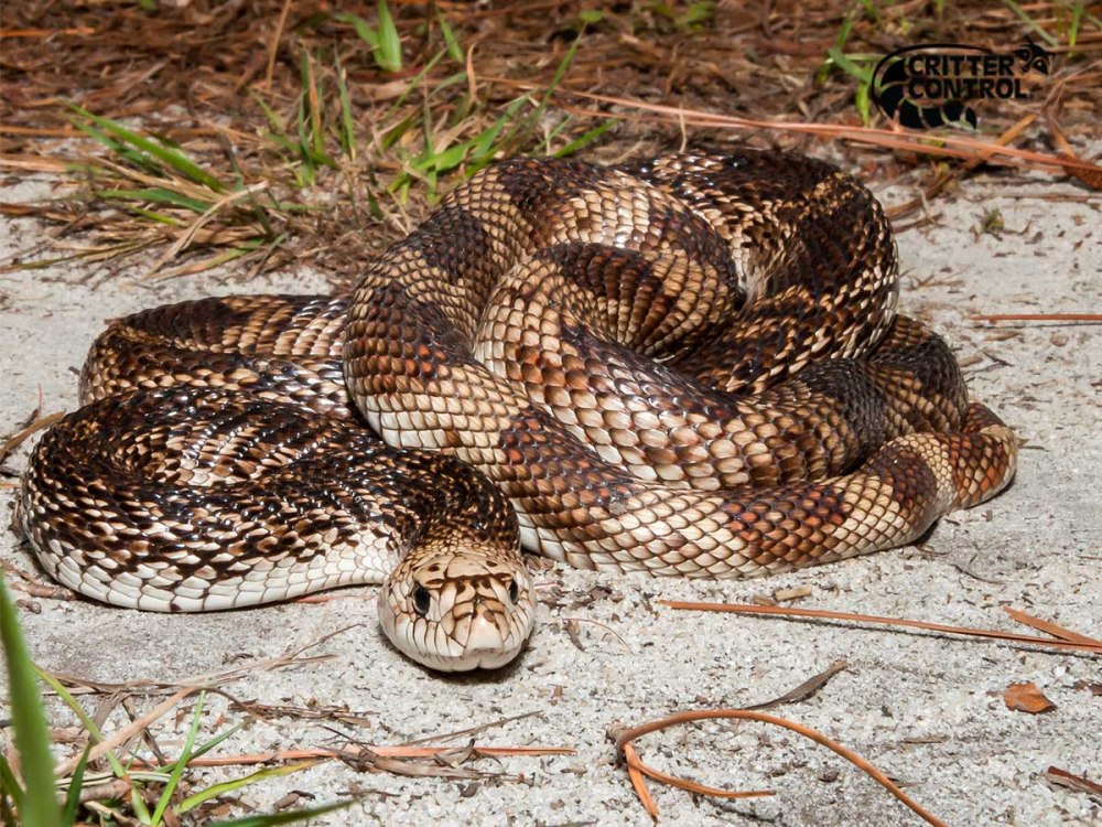 Pituophis melanoleucus mugitus