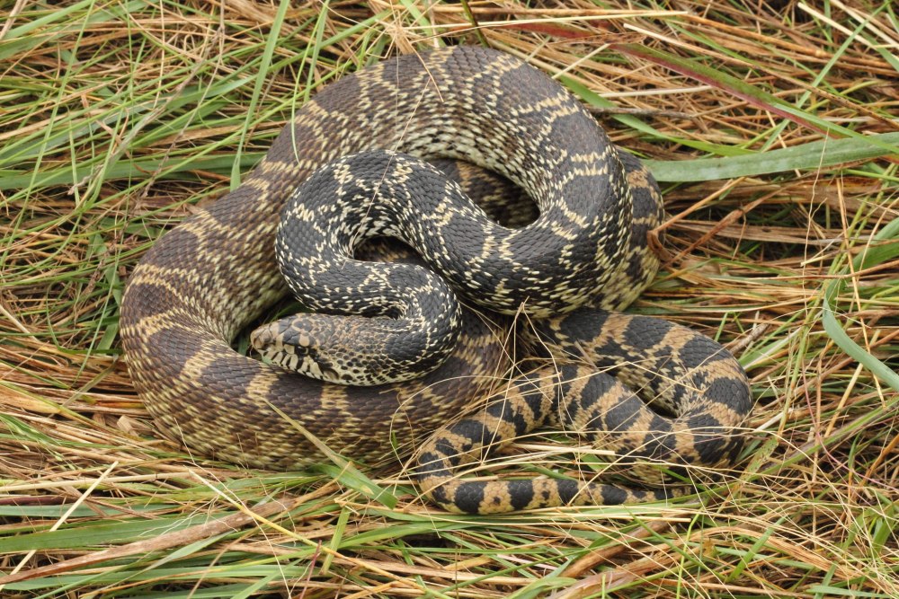 Pituophis catenifer