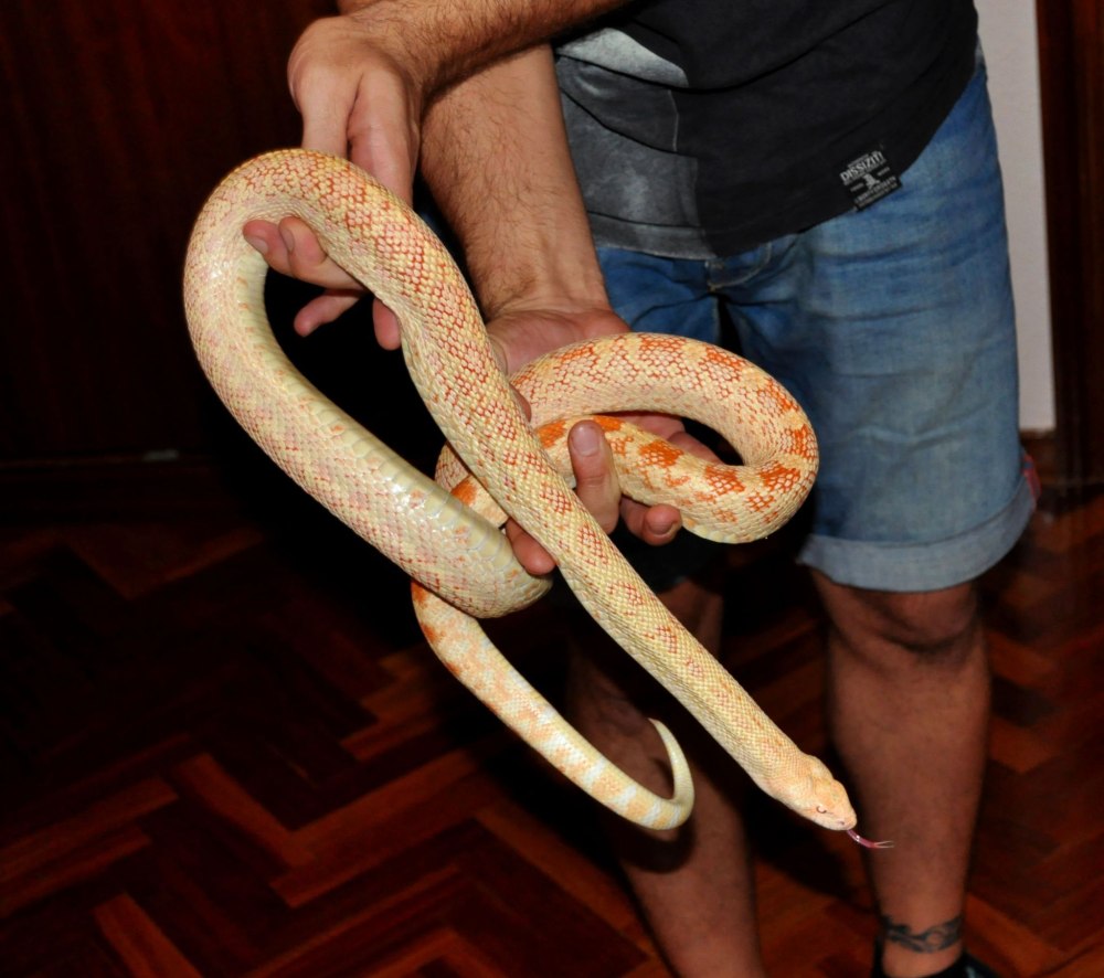 Pituophis catenifer affinis Albino