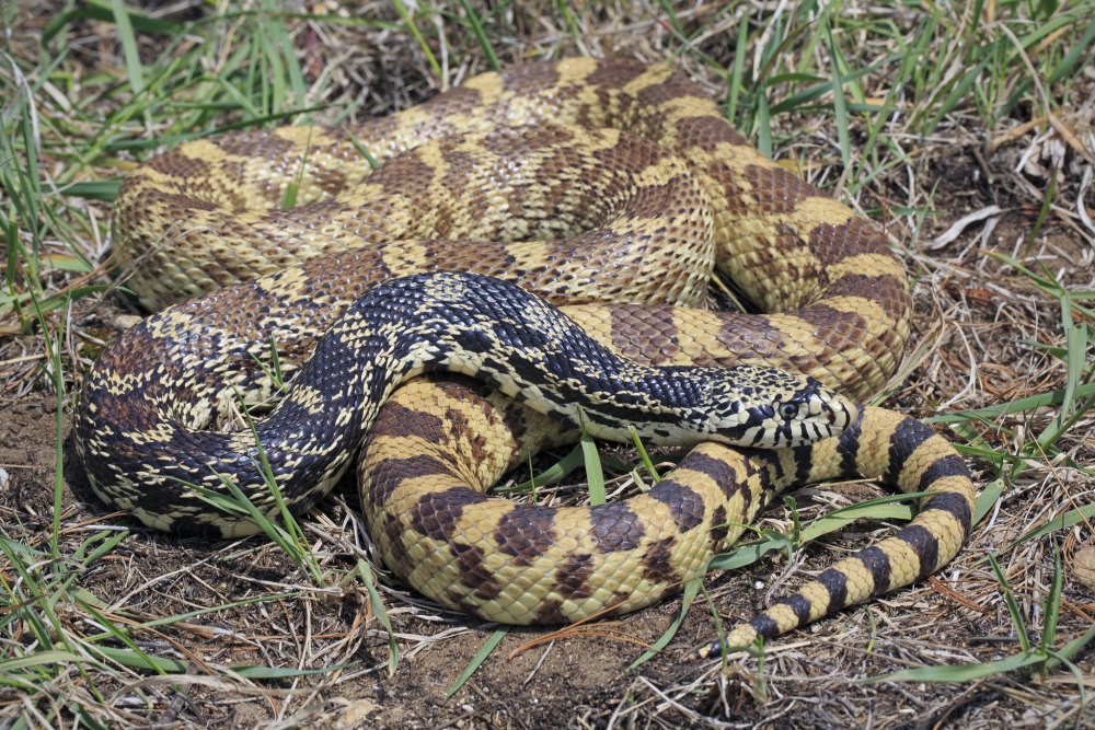 Pituophis catenifer affinis