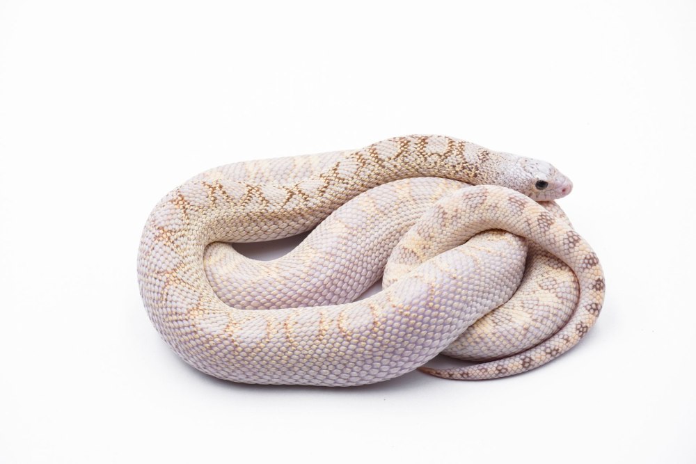 Pituophis catenifer