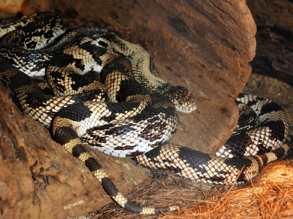 Pituophis melanoleucus