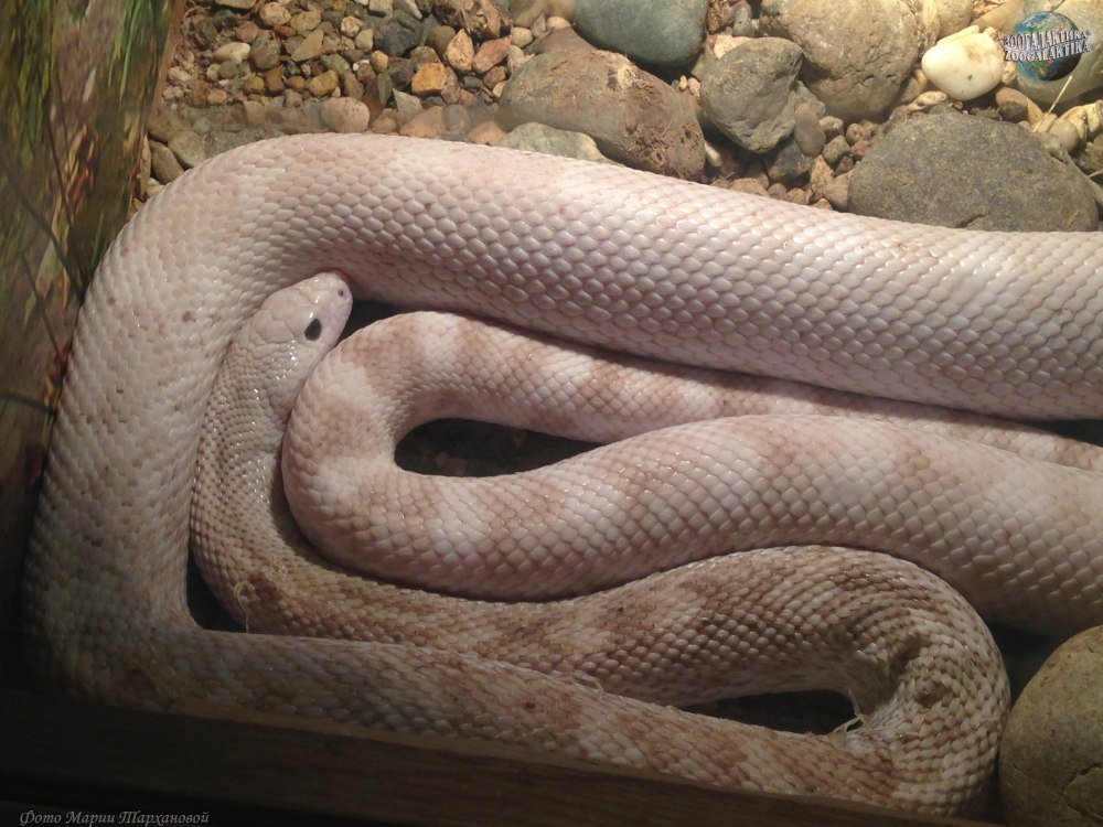 Pituophis melanoleucus