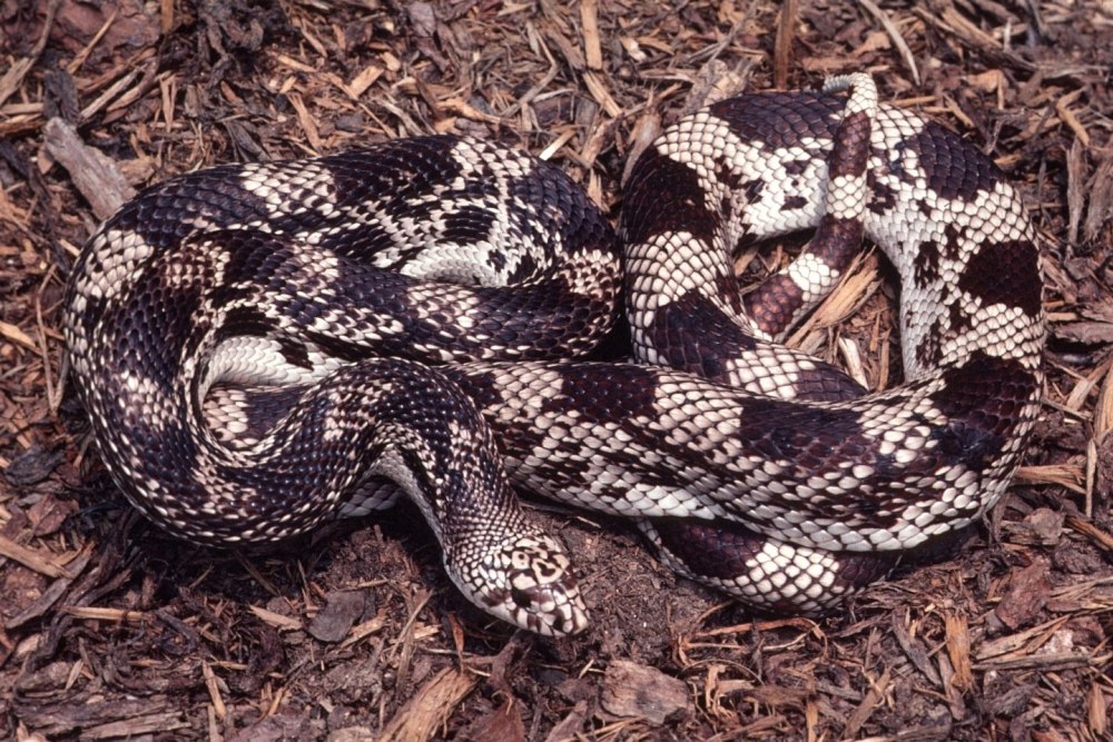 Pituophis melanoleucus