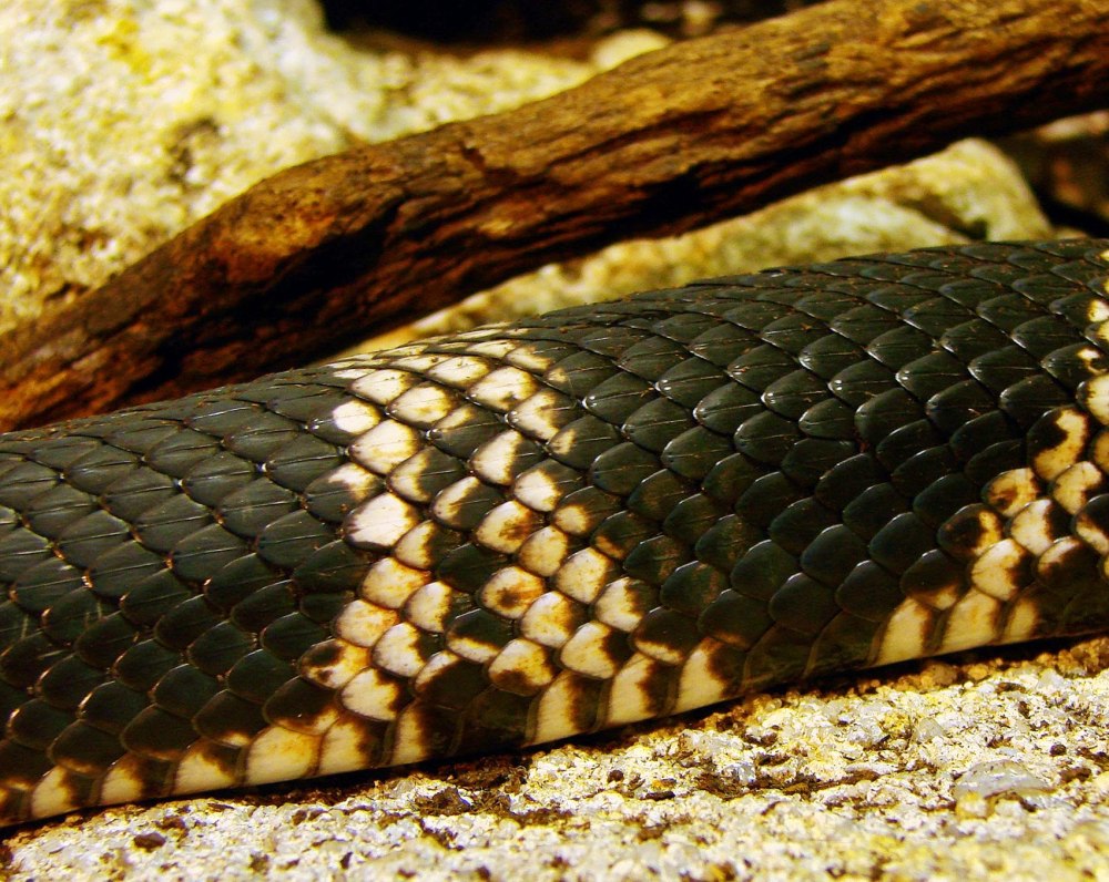 Pituophis melanoleucus
