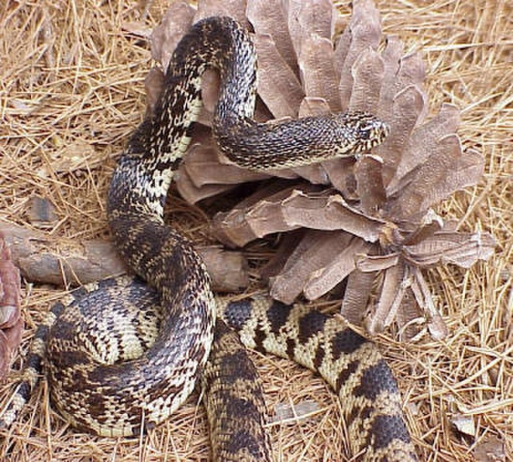 Pituophis melanoleucus