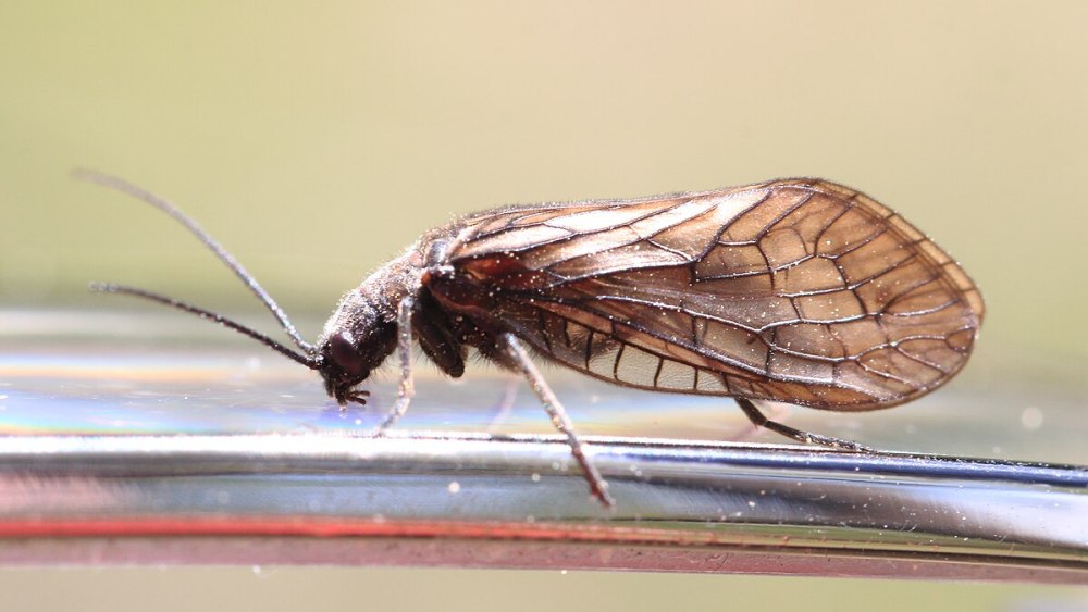 Neuroptera ареал