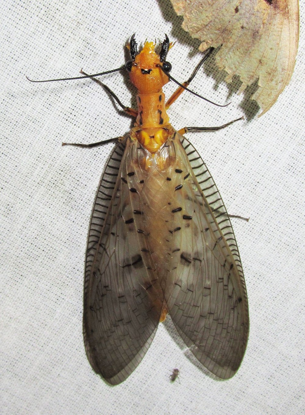 Megaloptera личинки