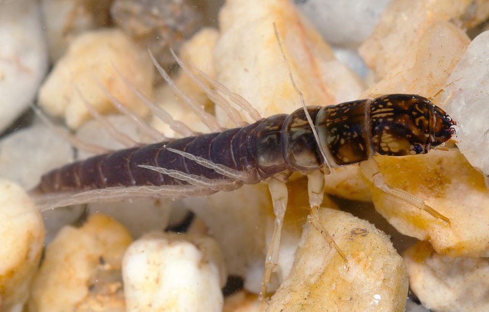Sialis lutaria, Larva
