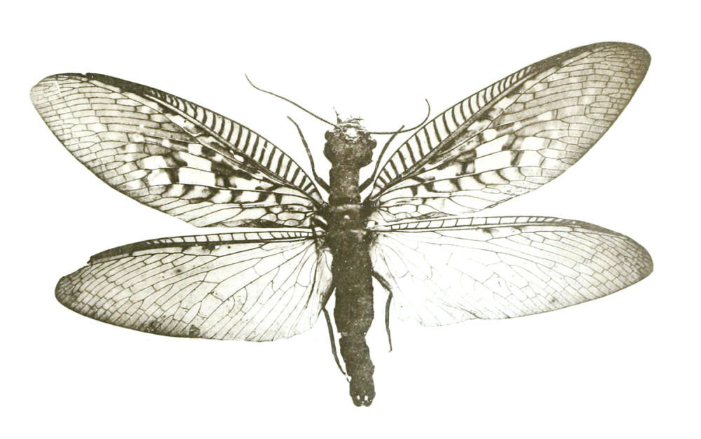 Neoneuromus Tonkinensis