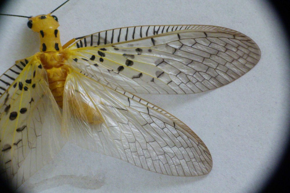 Nevromus austroindicus