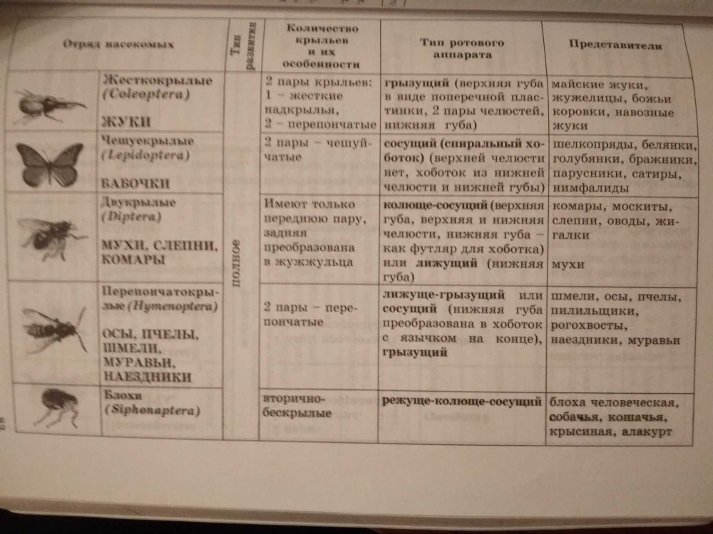 Характеристика отрядов насекомых таблица