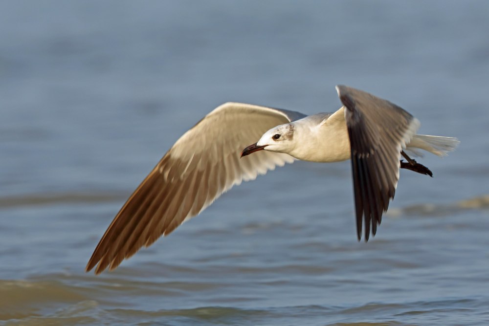 Leucophaeus atricilla