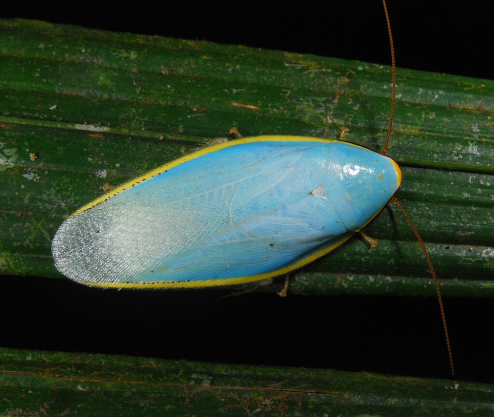 Panchlora SP. Yellow