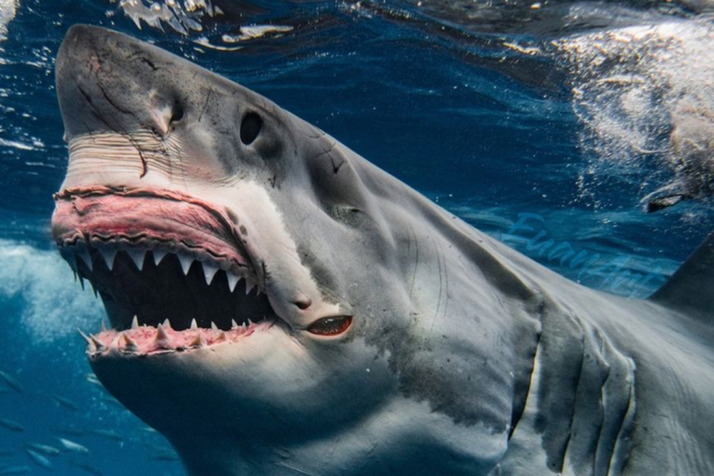 Кархародон МЕГАЛОДОН убийца