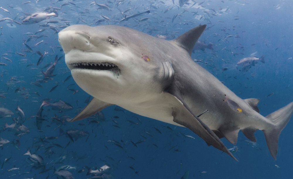 Бычья акула самая опасная