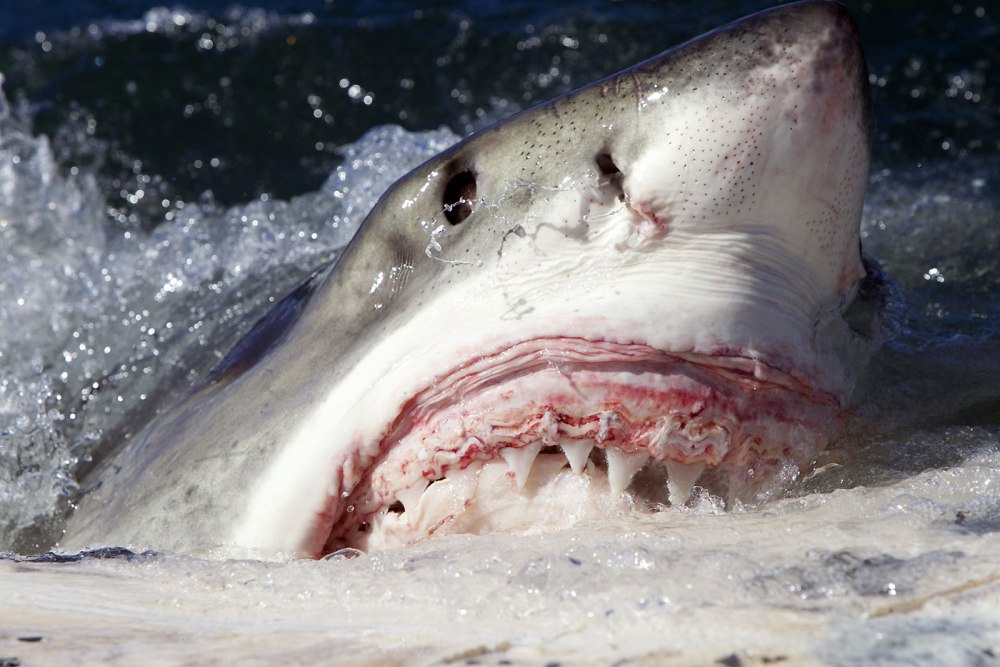 Акула белая, акула-людоед, кархародон