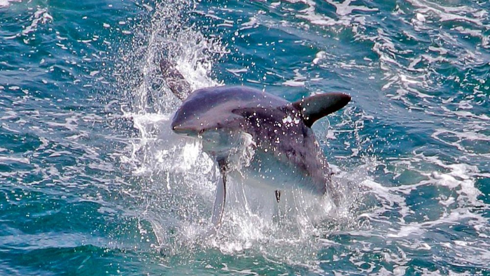 Тихоокеанская сельдевая акула