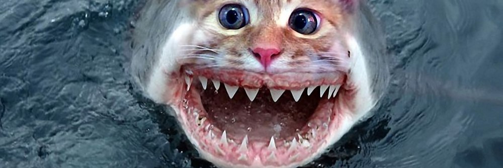 Кот акула