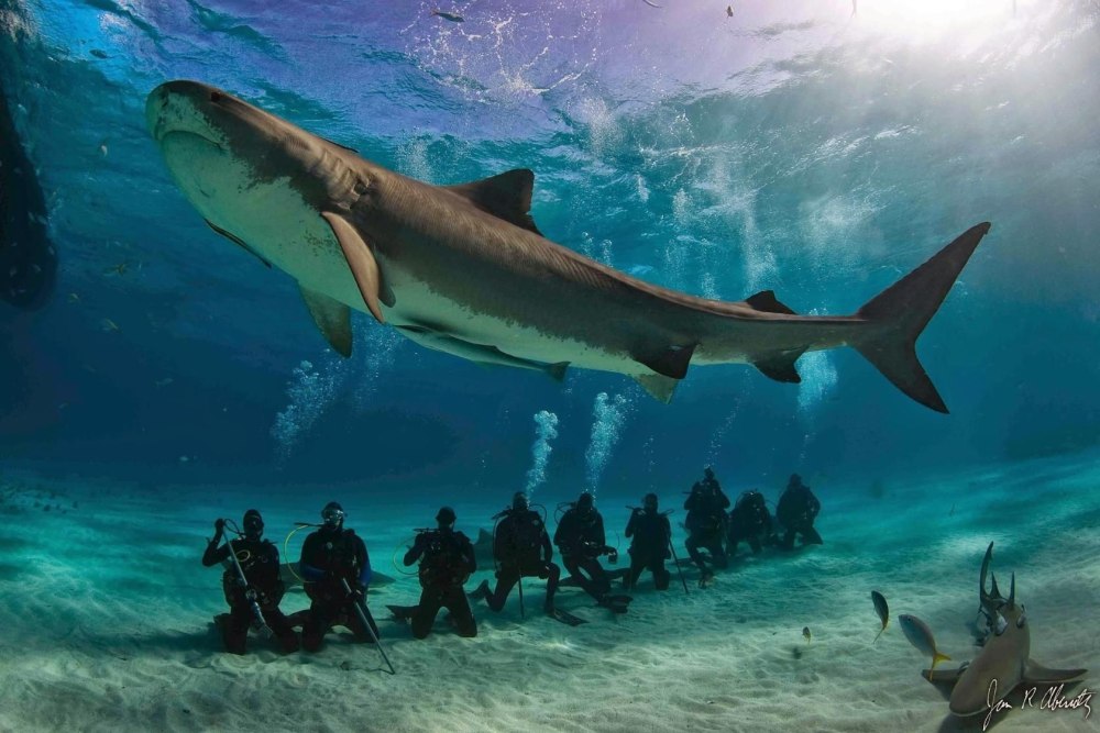 Самая большая тигровая акула