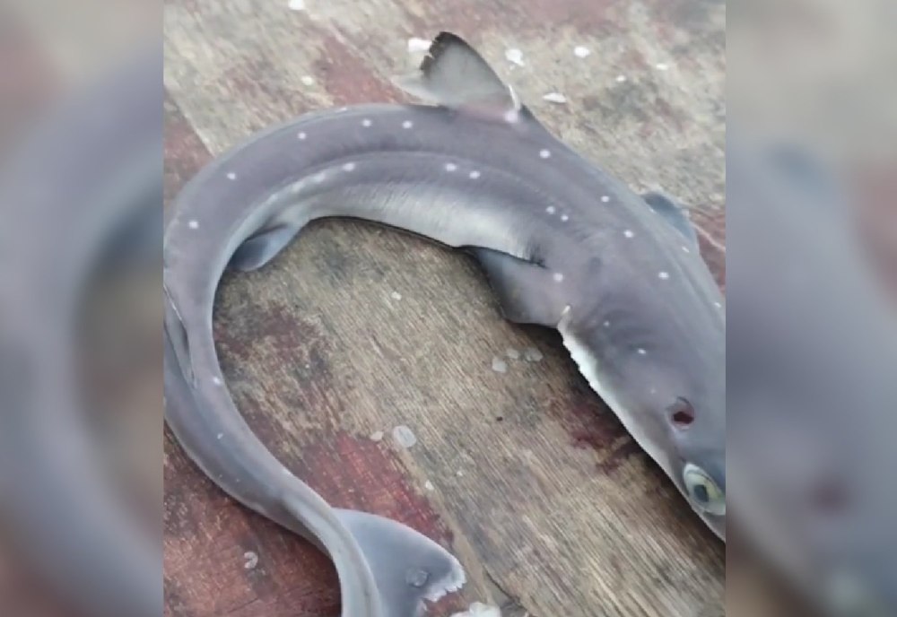 Морская акула