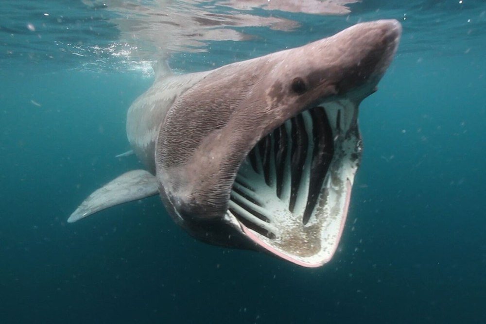 Гигантская акула Cetorhinus Maximus