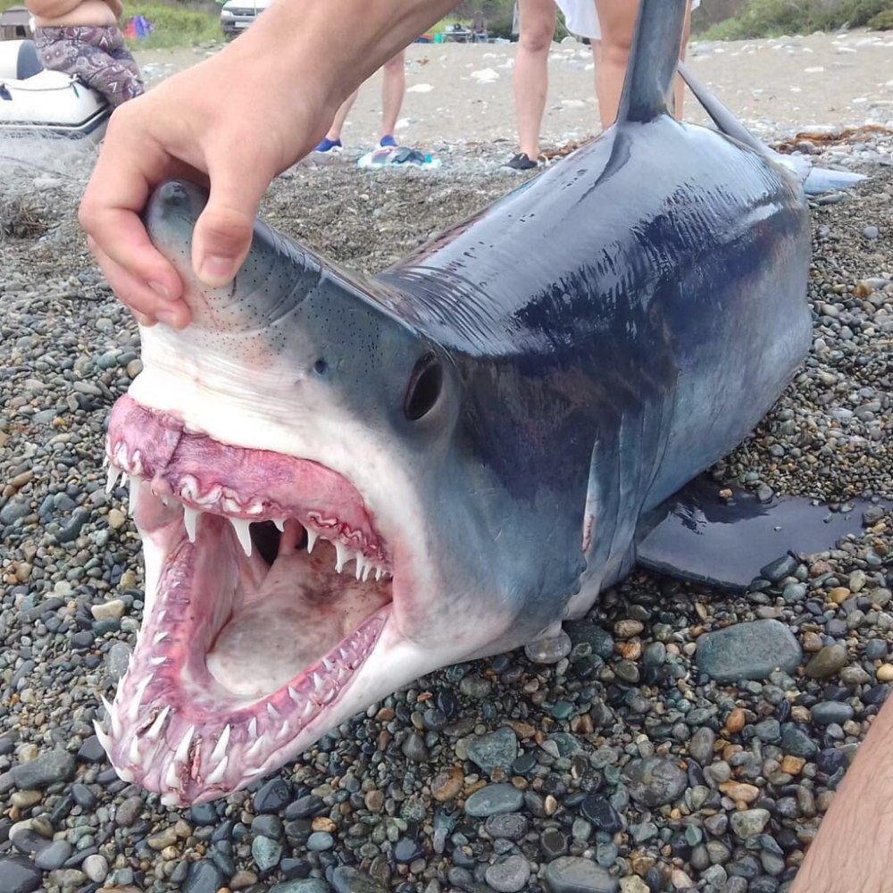 Сельдевая акула Приморье