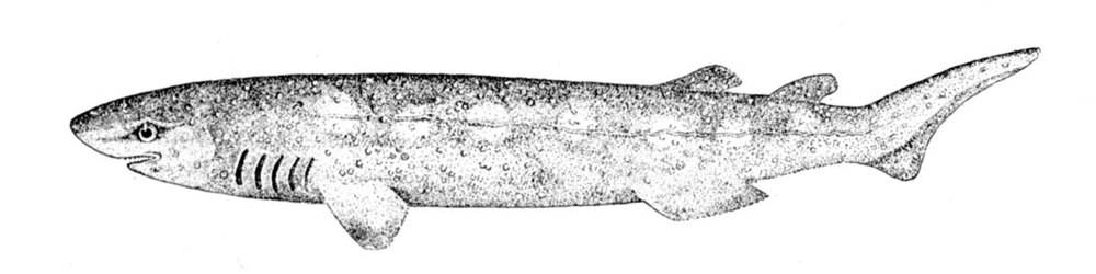 ARL Echinorhinus brucus