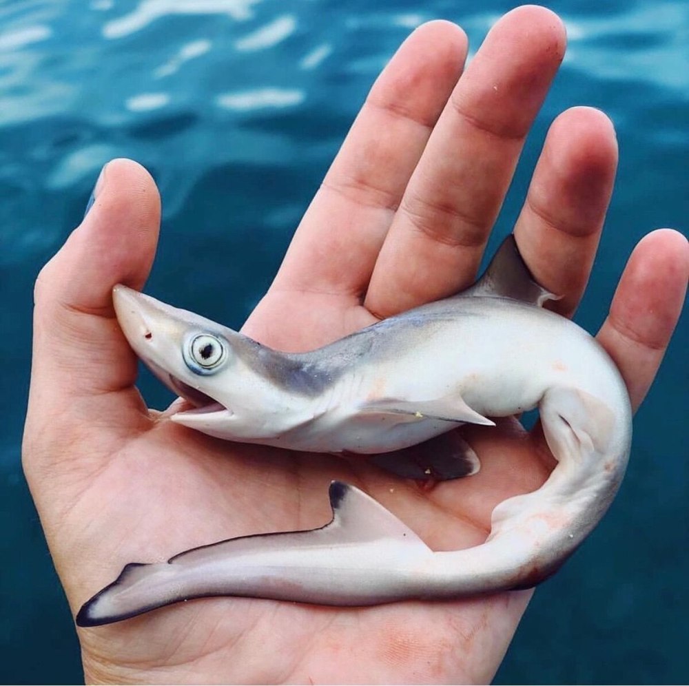 Карликовая Фонарная акула