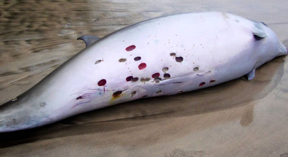 Большезубая сигарная акула