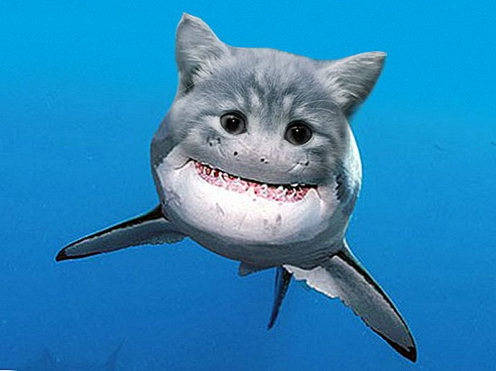 Кот акула