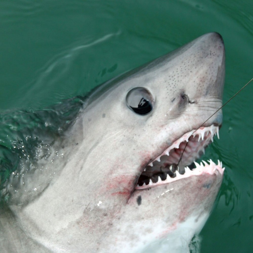 Атлантическая сельдевая акула