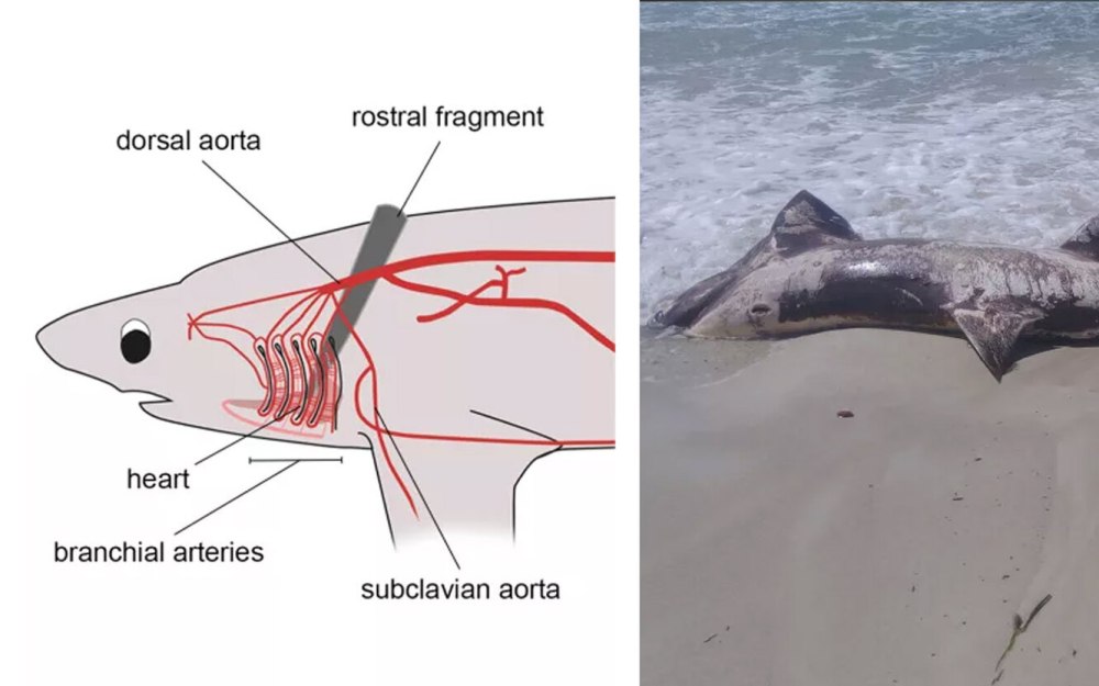 Самое уязвимое место у акулы