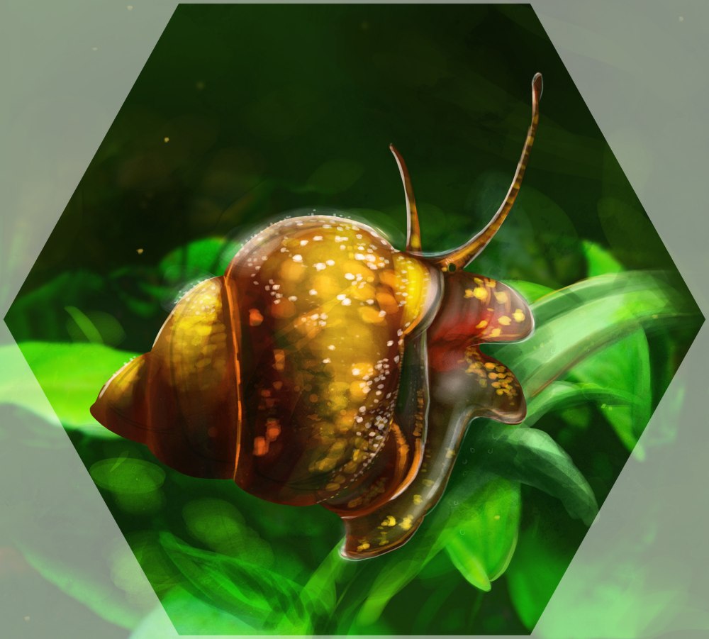 Bithynia leachi