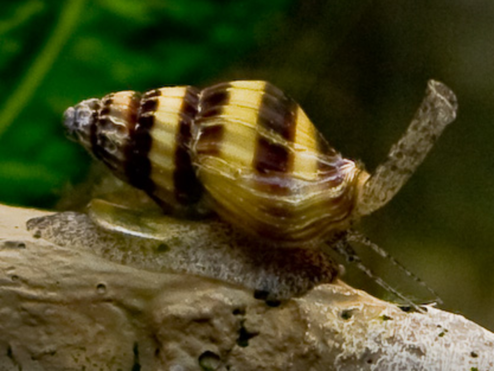 Assassin Snails (Clea Helena)
