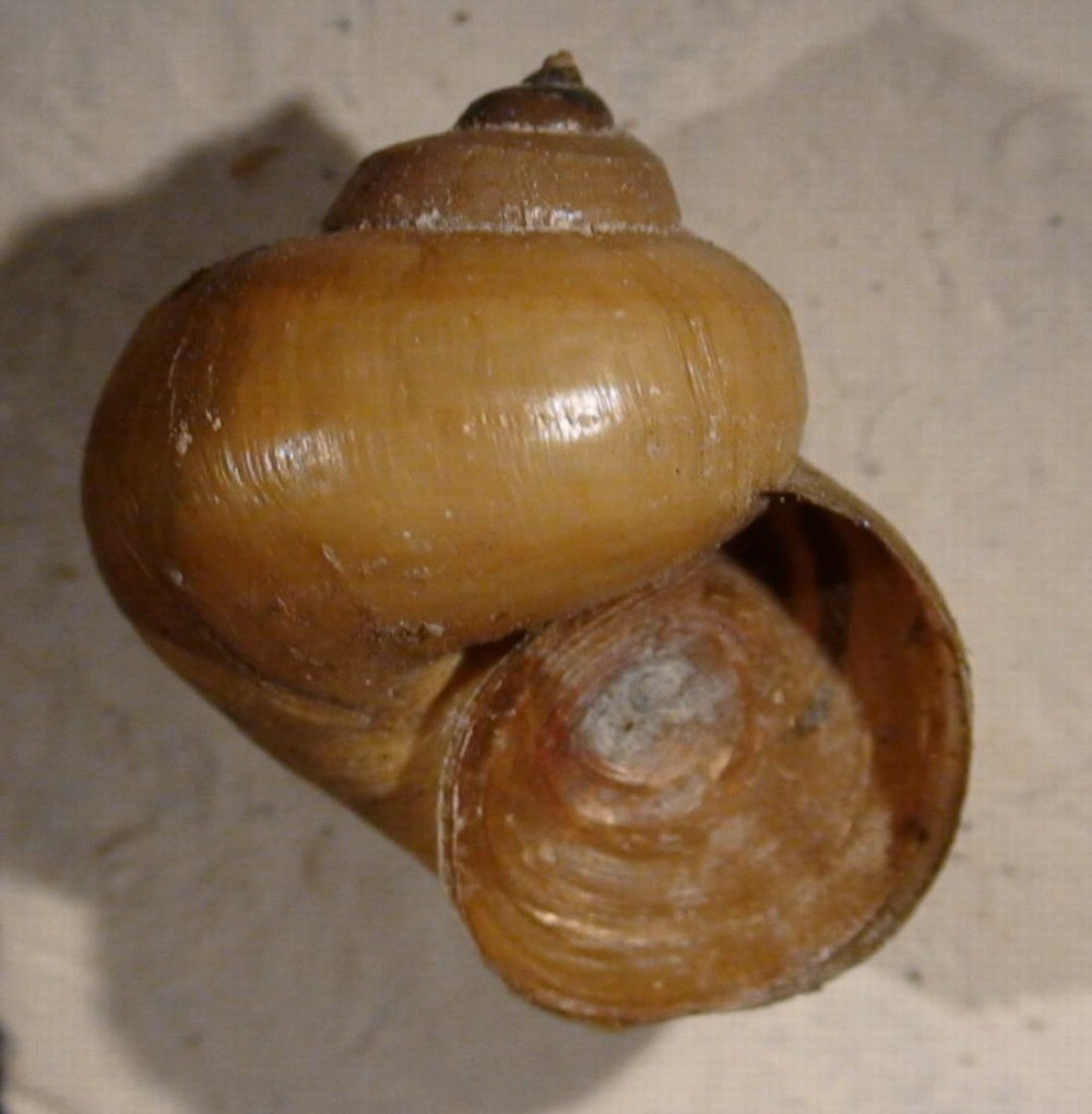 Viviparus SP.