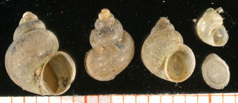 Bithynia leachi