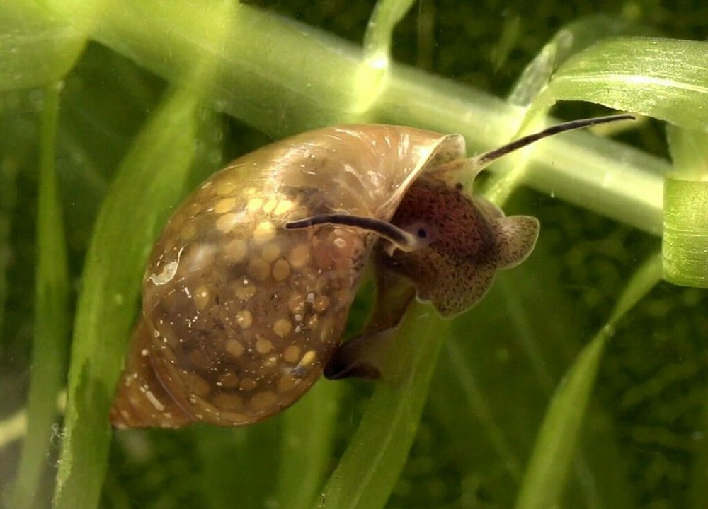 Физа пузырчатая Physa fontinalis