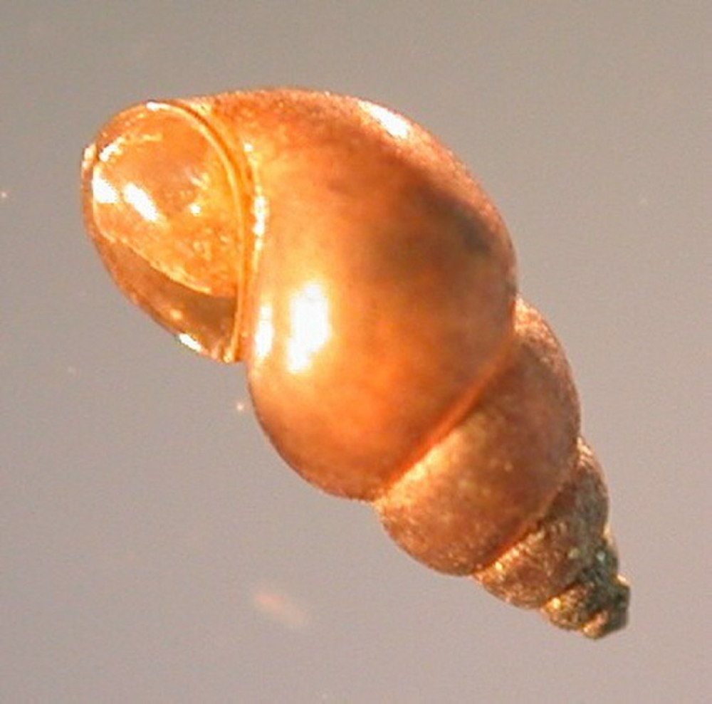 Potamopyrgus antipodarum