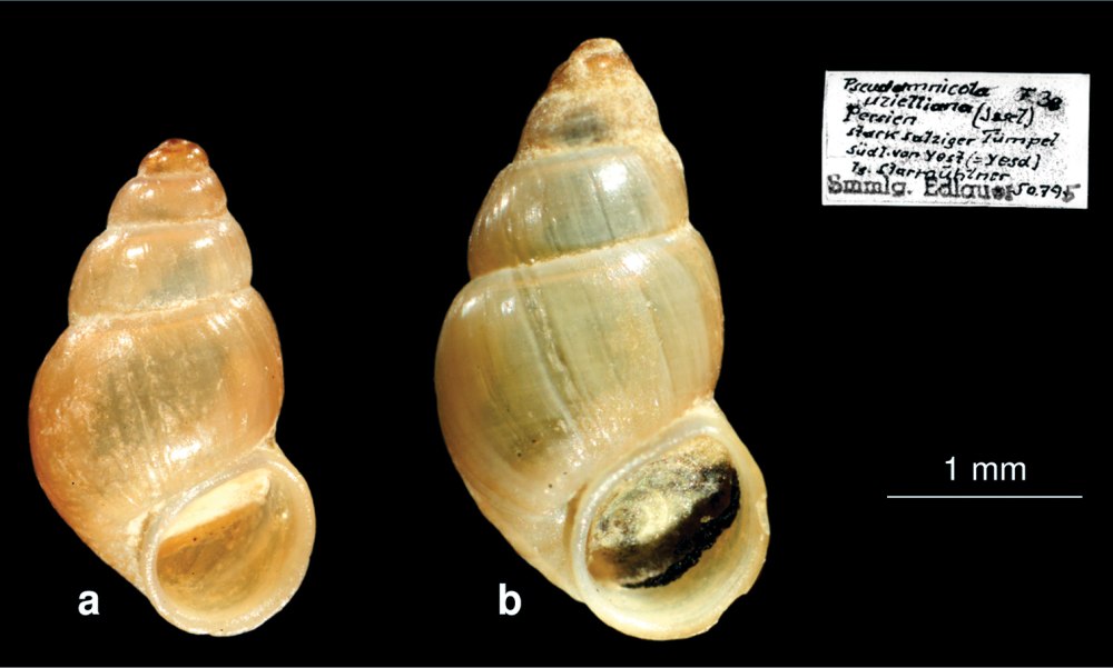 Lithoglyphus naticoides