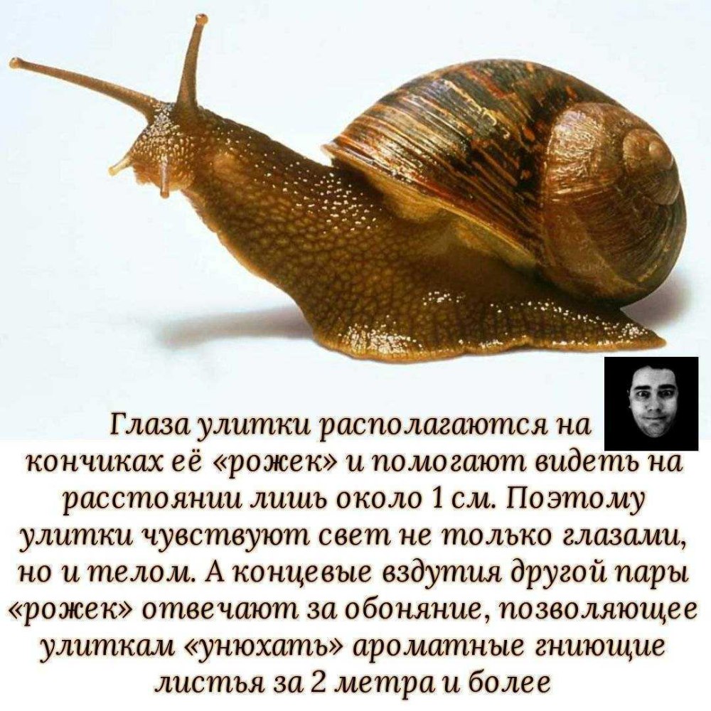 Улитка ахатина строение