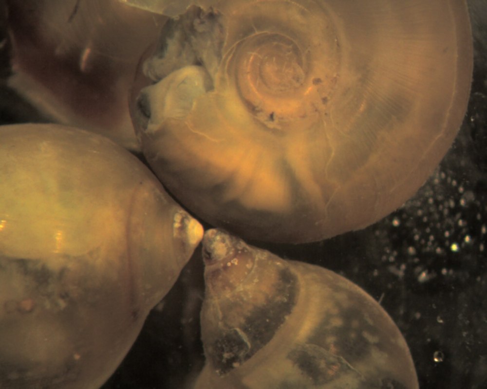 Lithoglyphus naticoides