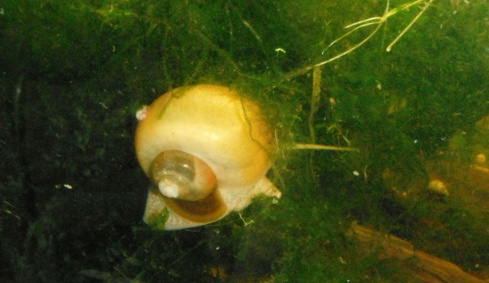 Моллюски семейство Valvatidae