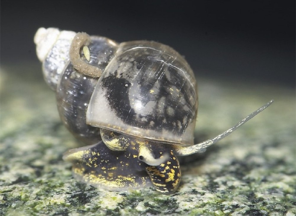 Bithynia leachi