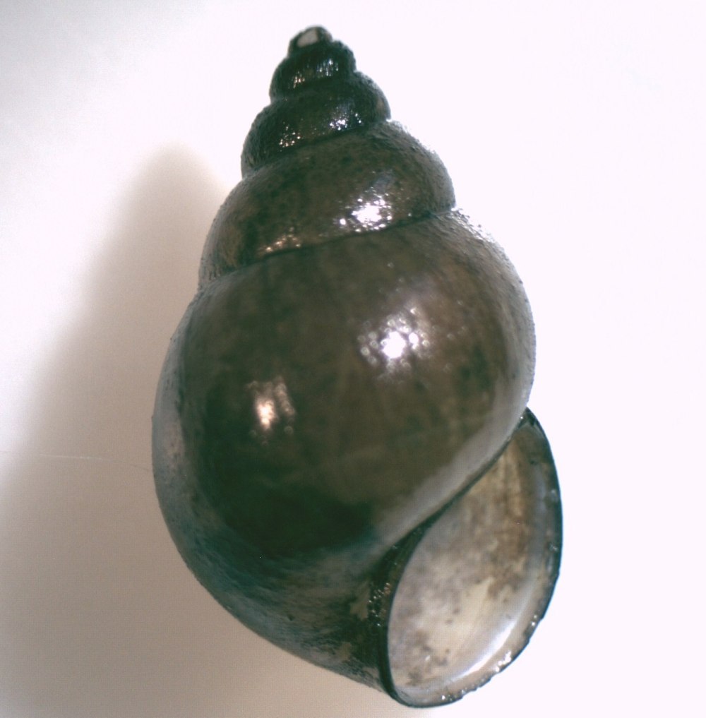 Bithynia leachi